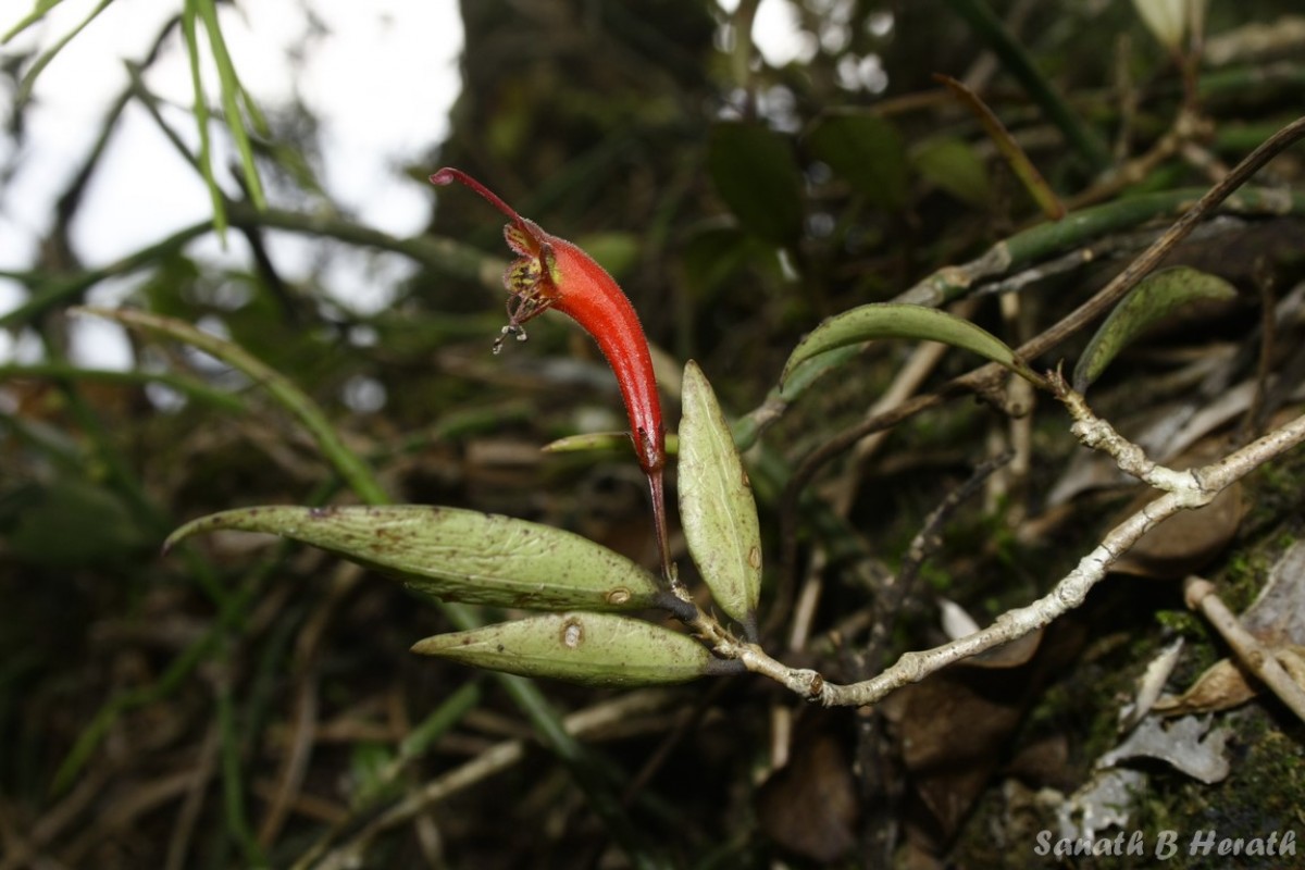 Aeschynanthus ceylanicus Gardner